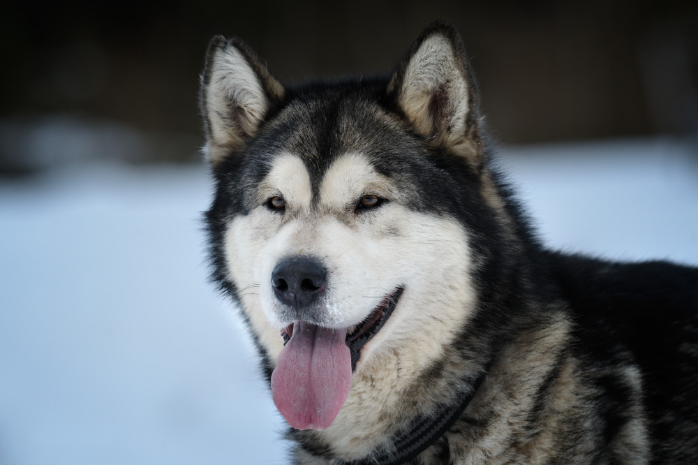 Alaskan Malamute