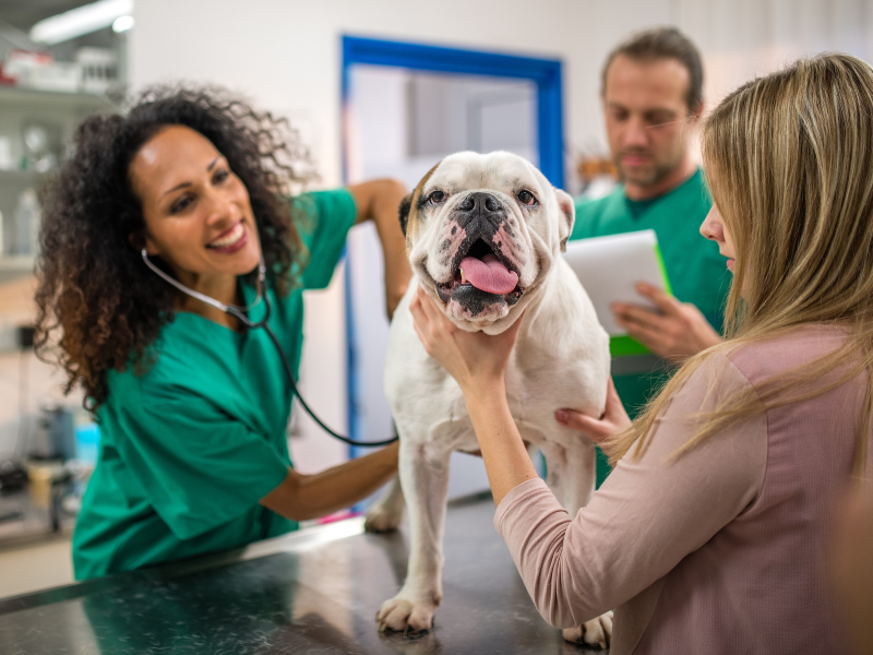 Vet tech salaries in Canada 2023 | Pawzy