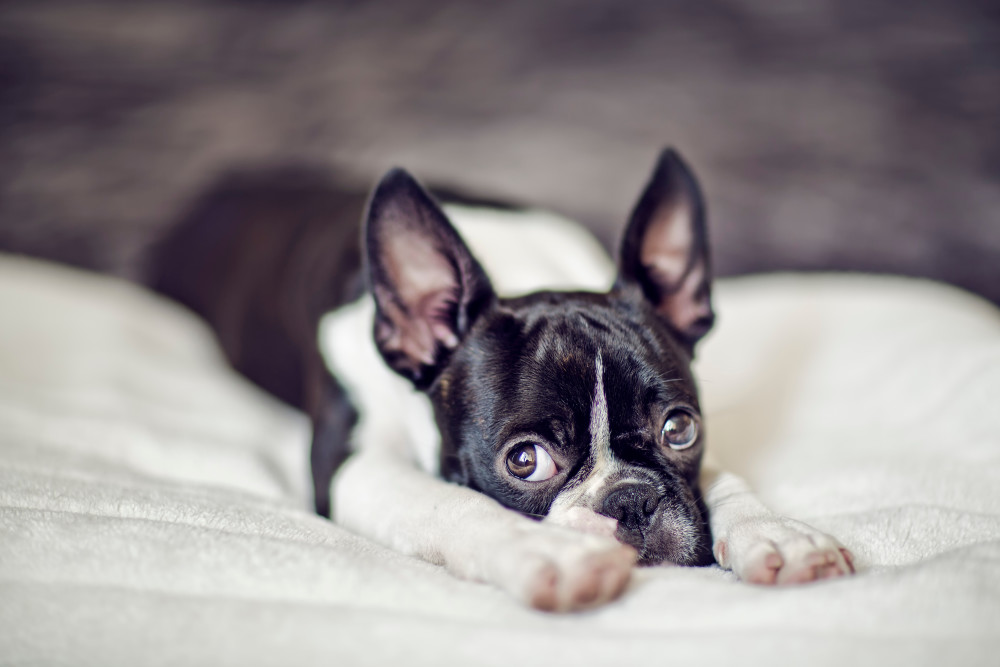 Boston Terrier