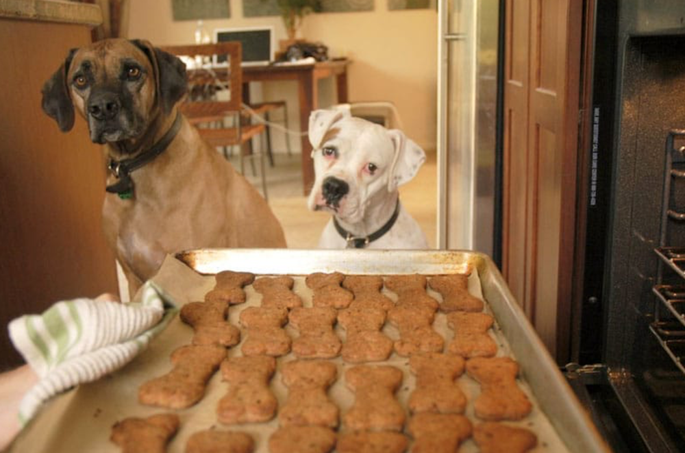 Apple and Chicken Pupsicles - Homemade Dog Treats Now