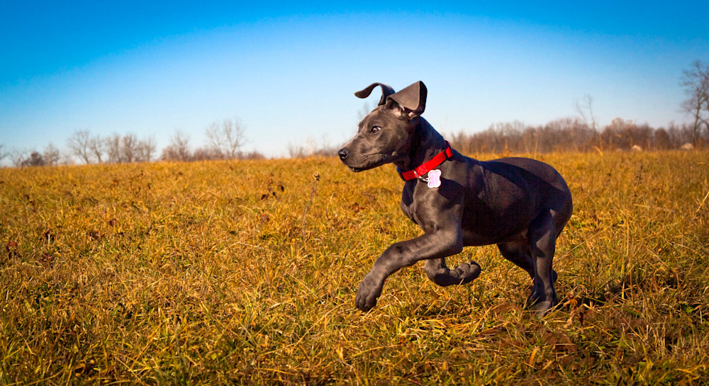 Great Dane Puppy