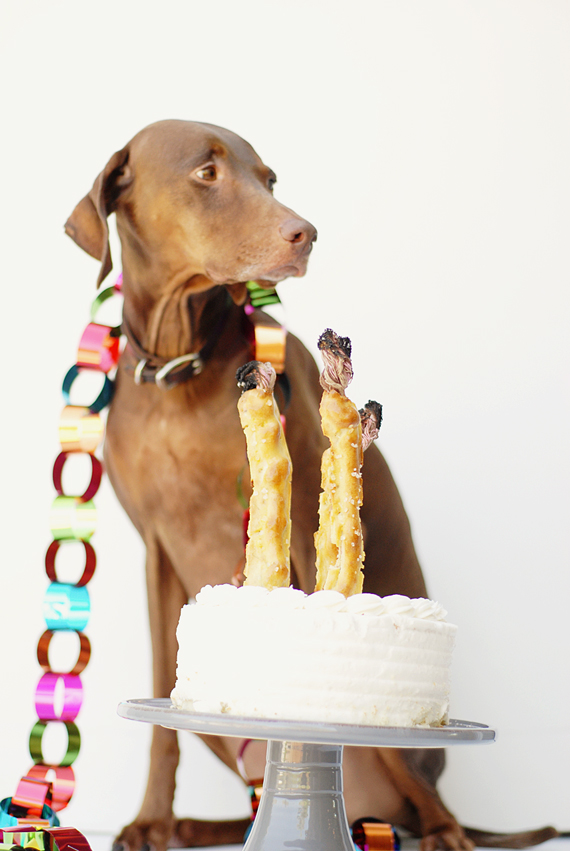 hypoallergenic dog cake