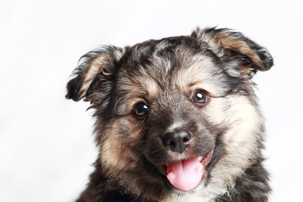 Keeshond Puppy