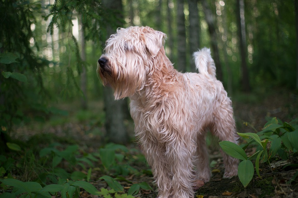Soft Coated Wheaten Terriers