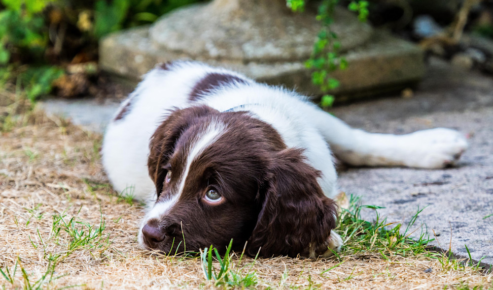 English Springer Spaniel Puppy
