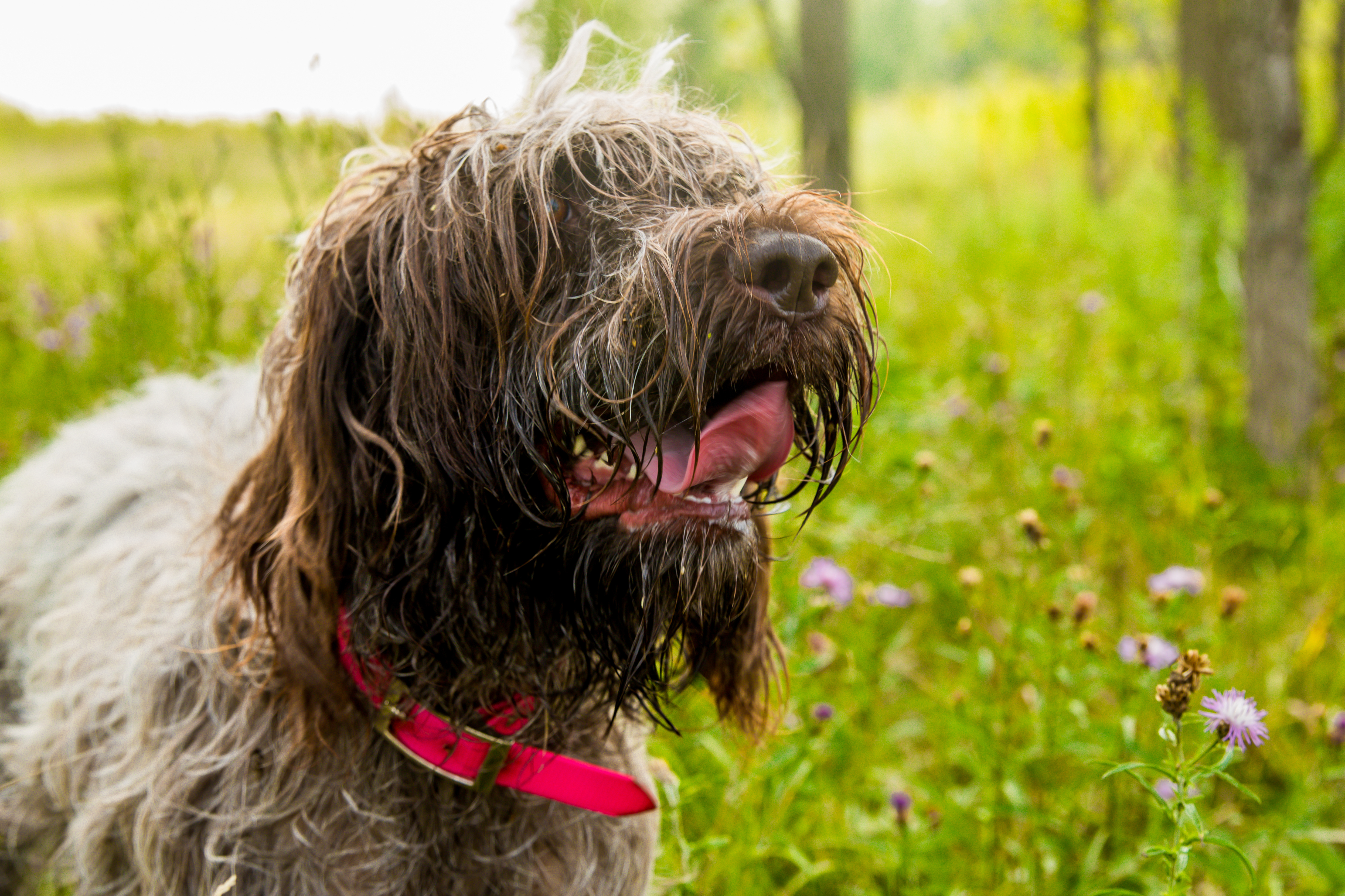 German Wirehaired Pointers Dog food grooming health exercise