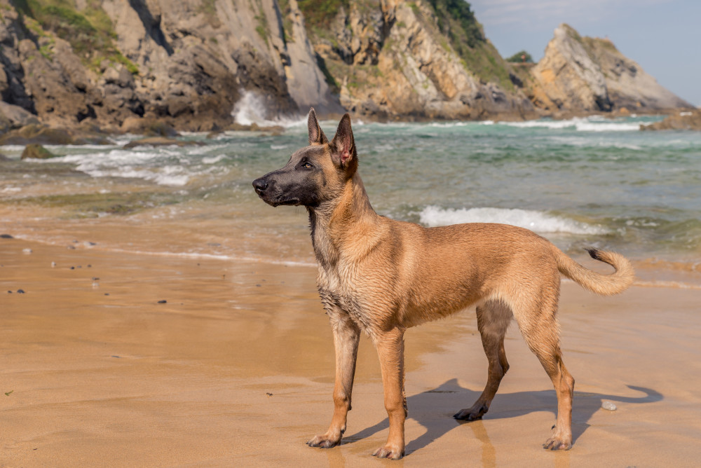 Belgian Malinois-2