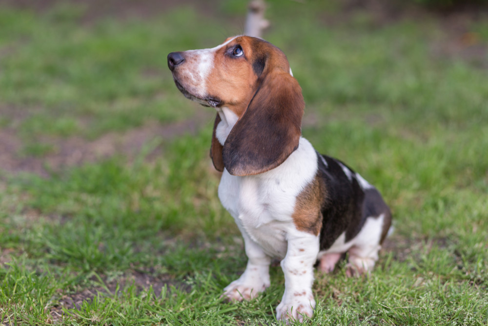 Basset Hound