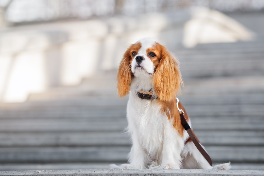 Cavalier King Charles Spaniel