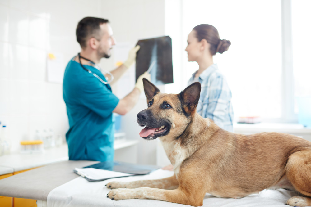 dog-vet-complaint