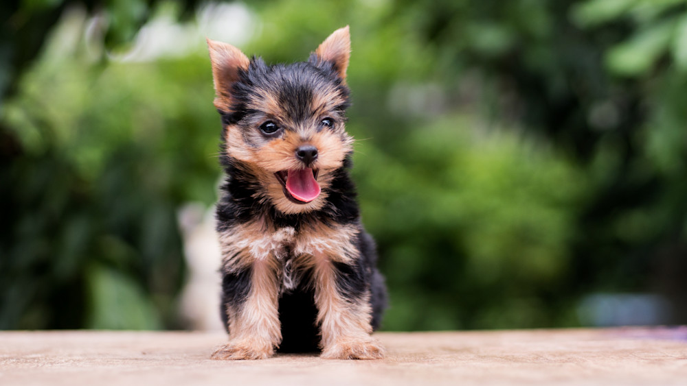 Yorkshire Terrier Puppy