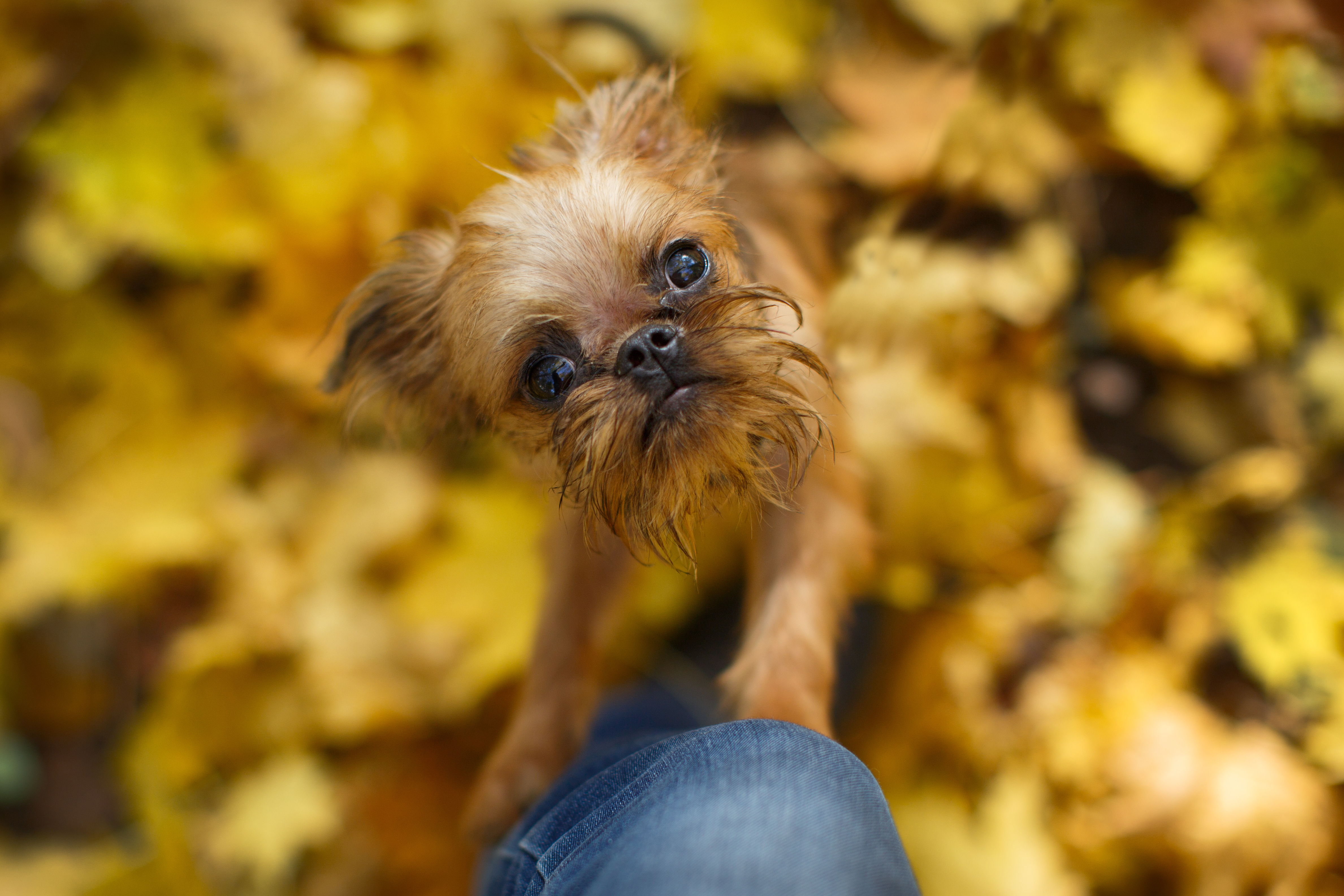 are brussels griffons intelligent dogs