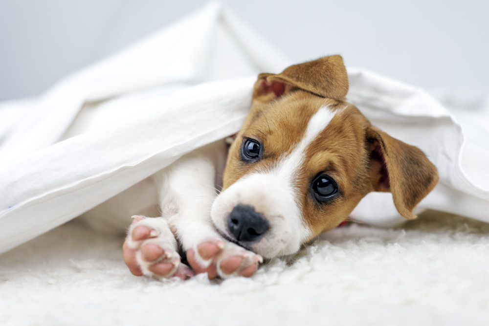 Russell Terrier Puppy