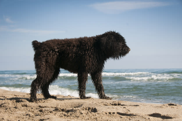 Bouvier Des Flandres Puppies Care Training And More Pawzy