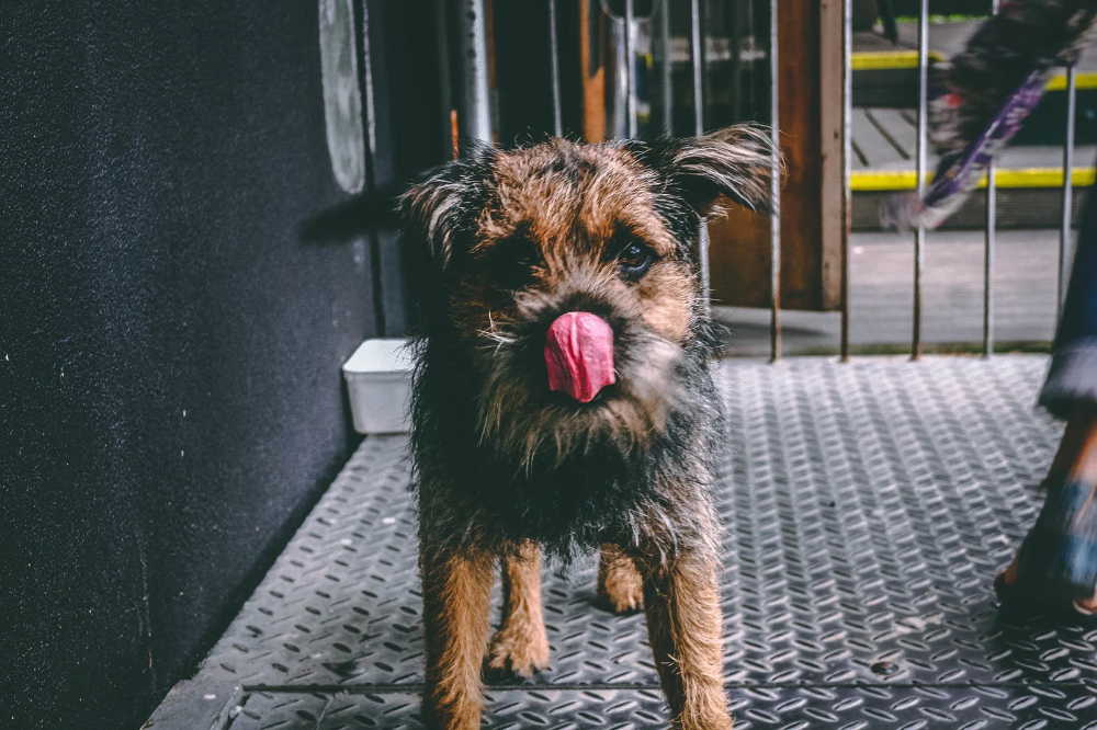 Dog licking fur | Pawzy