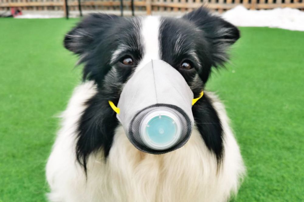 dog-mask-coronavirus