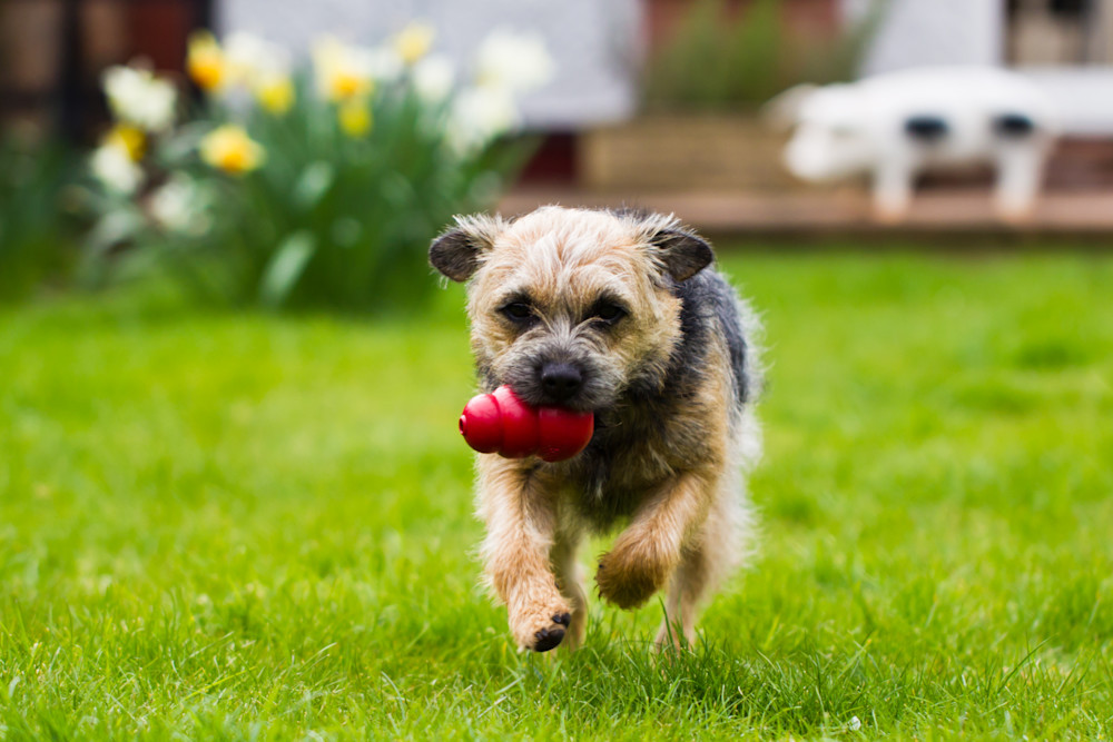 Border Terrier Puppy