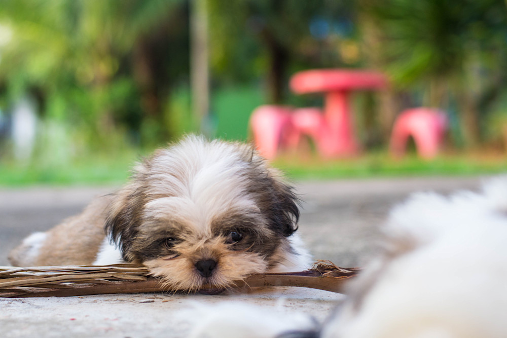 Shih Tzu Puppy