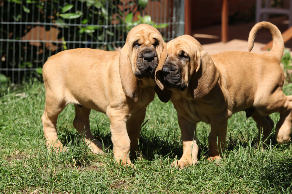 Bloodhound Puppy