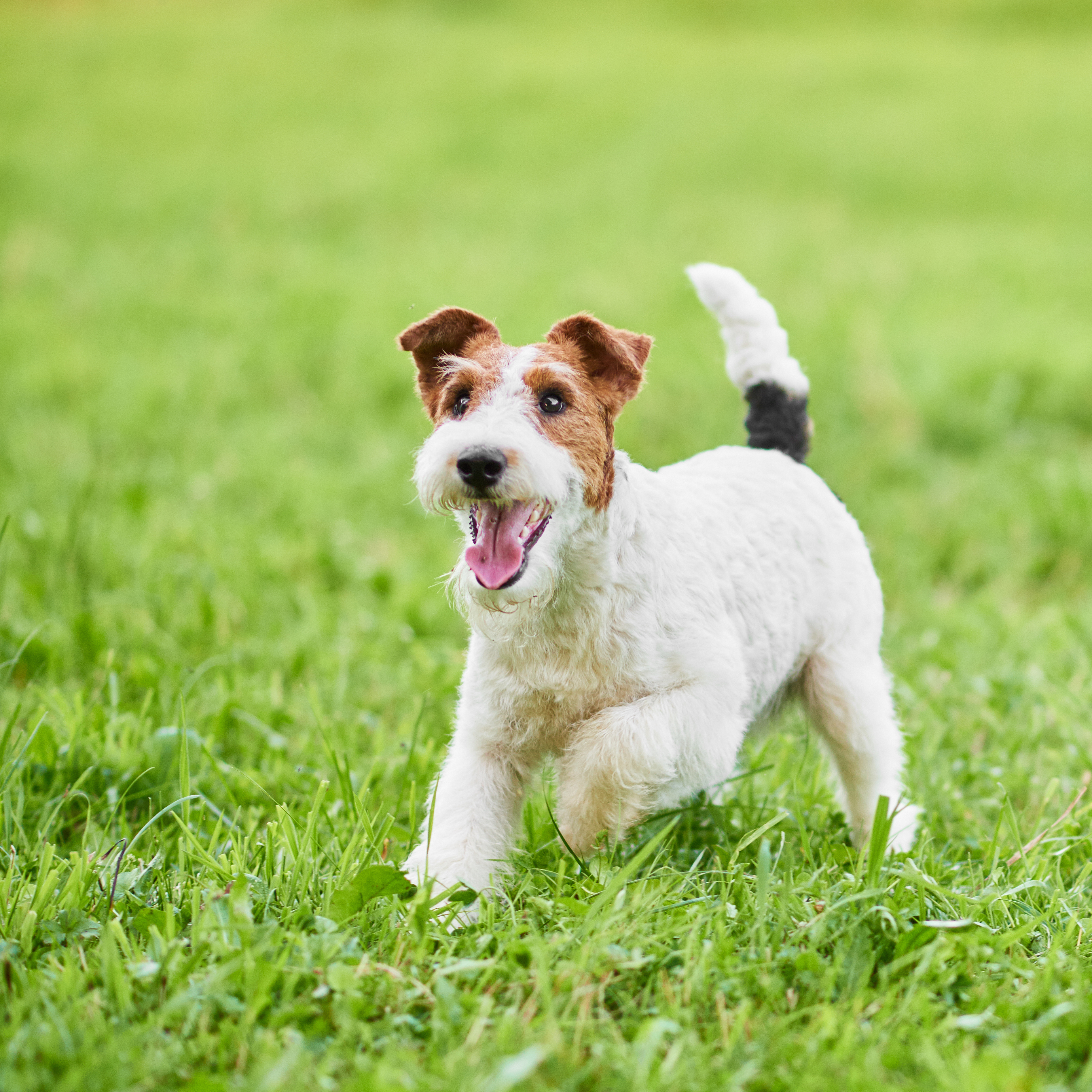 Training 2025 fox terriers