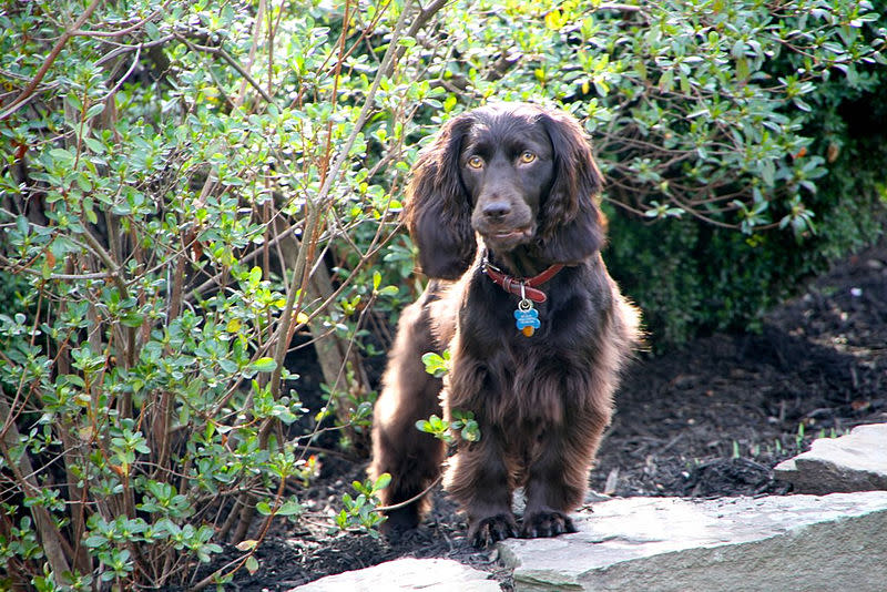 Boykin Spaniel