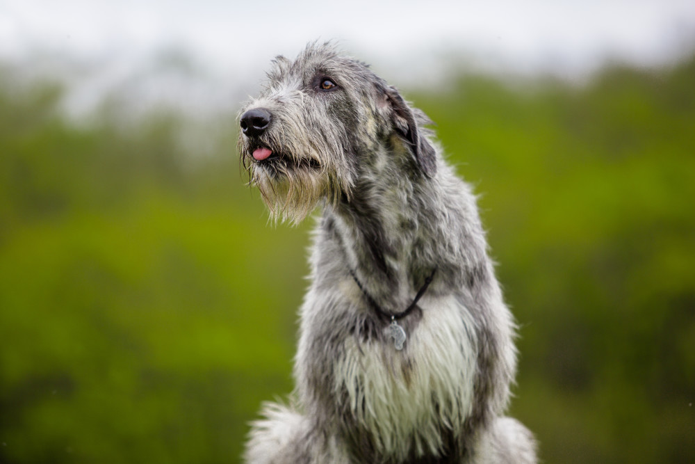 Irish Wolfhound