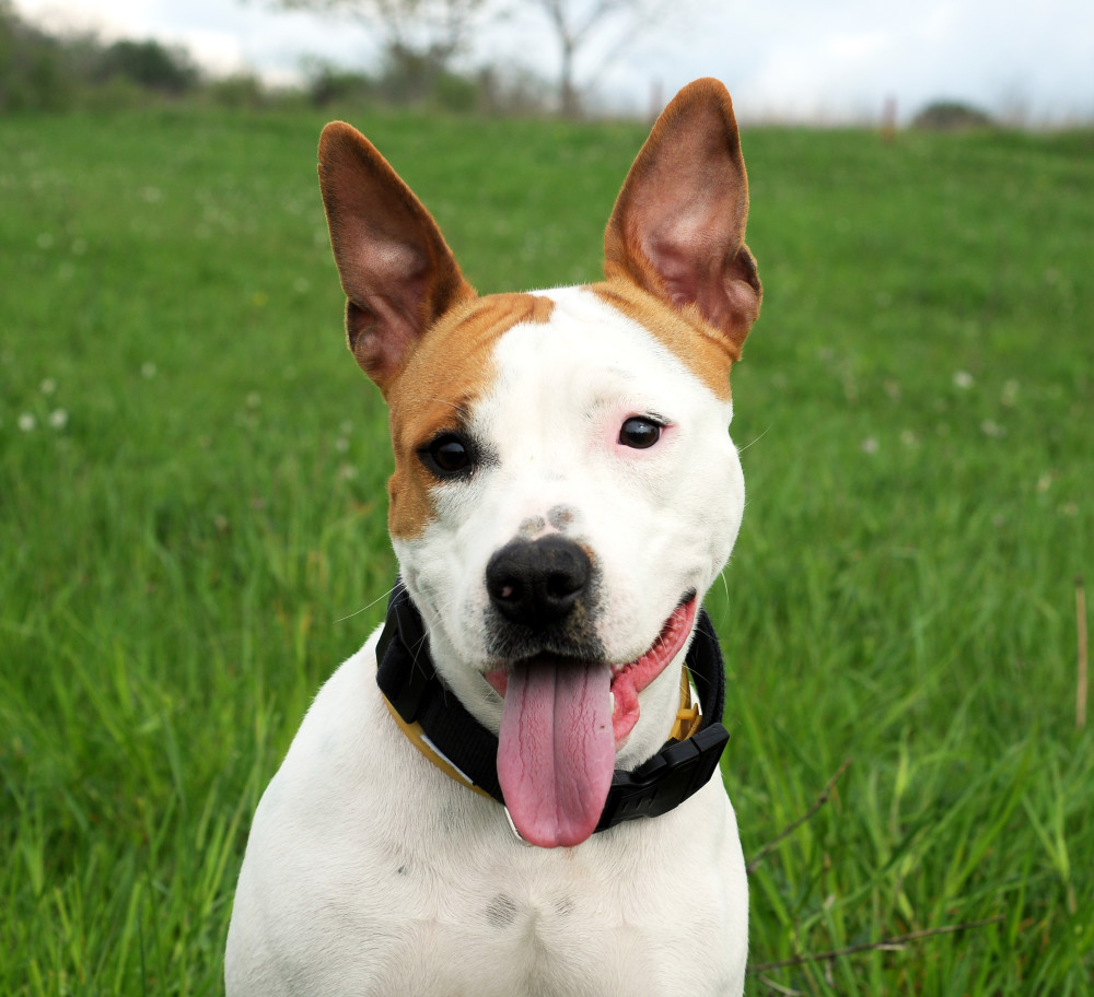 American Staffordshire Terrier Puppy