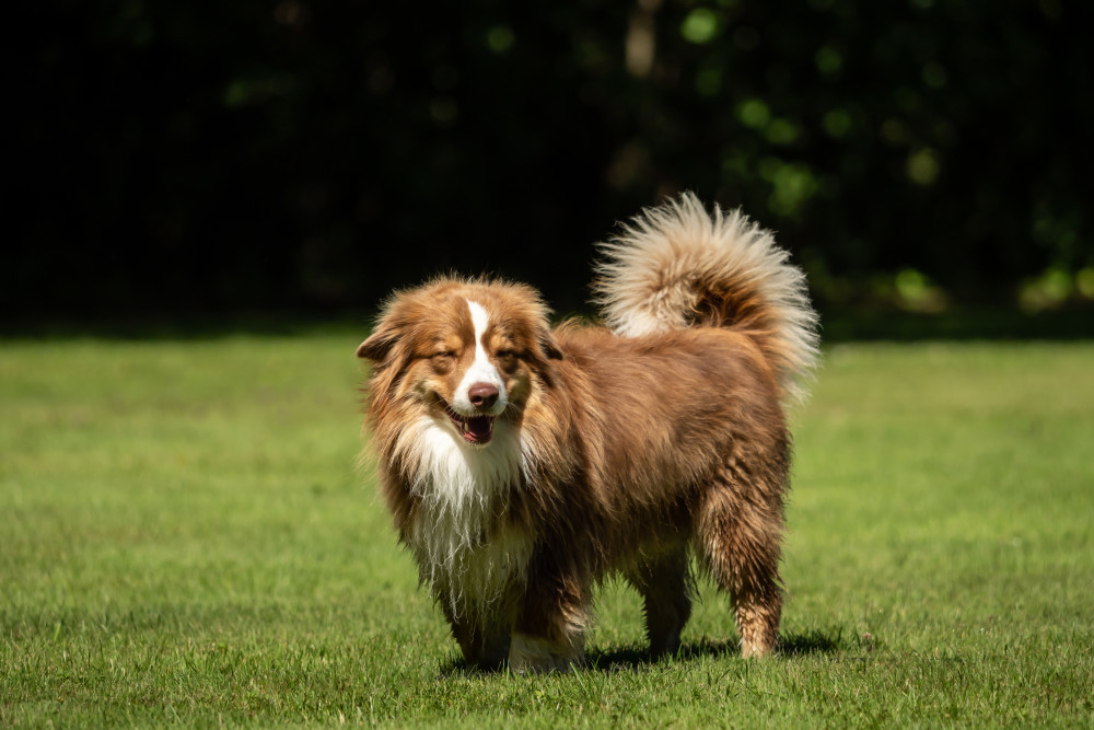 Miniature American Shepherd Puppy