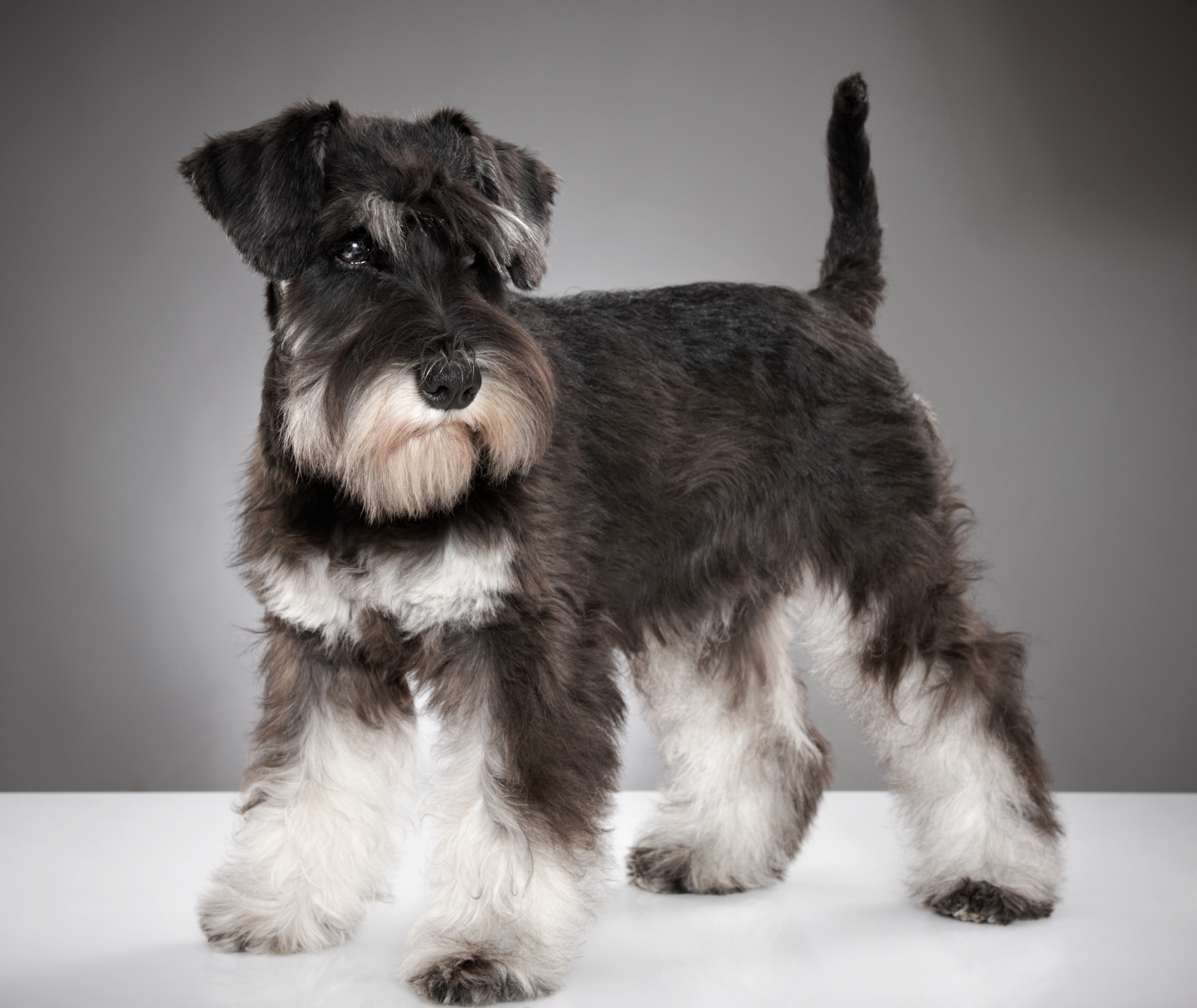 King clearance schnauzer puppies