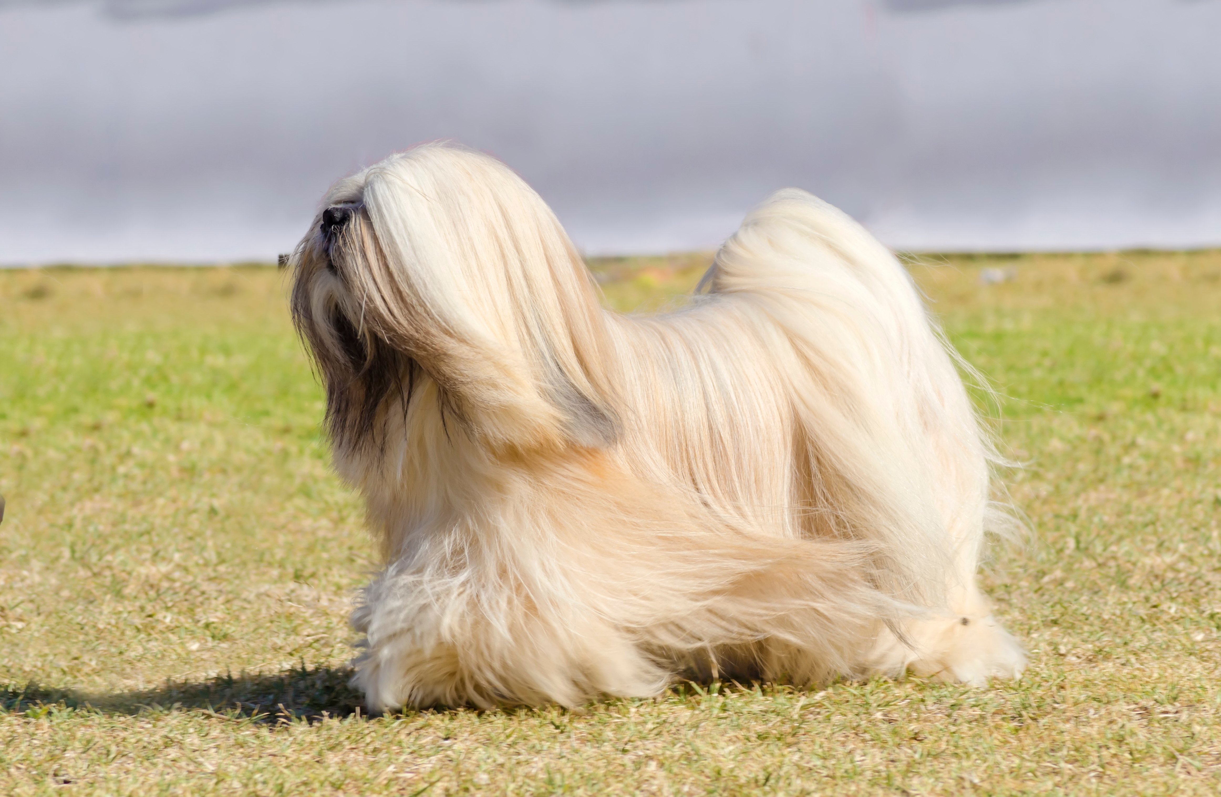 Lhasa Apso Rescues And Adoption Petfinder And Adopt A Pet Pawzy