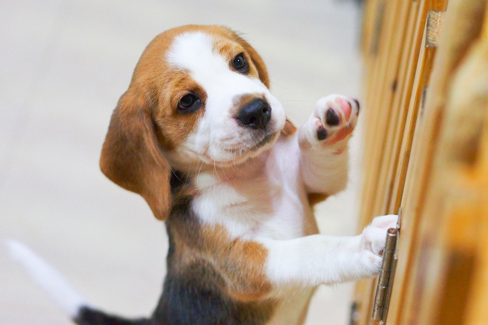 Beagle Puppy