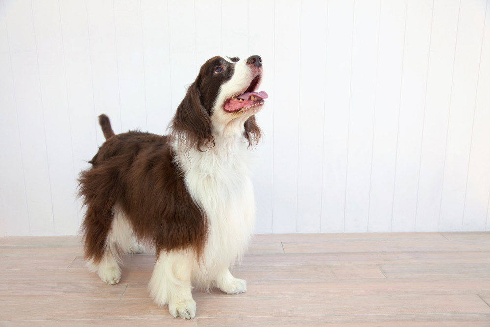 English Springer Spaniel