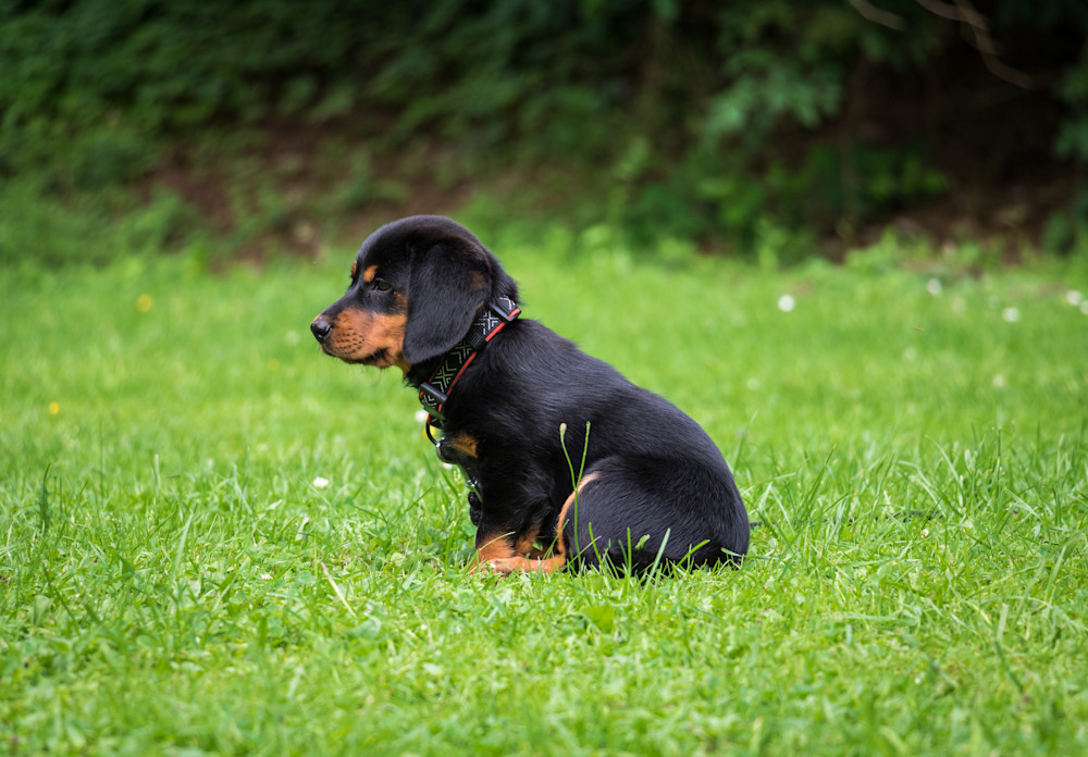 Rottweiler Puppy