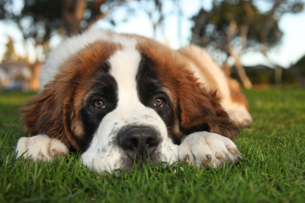 Saint Bernard