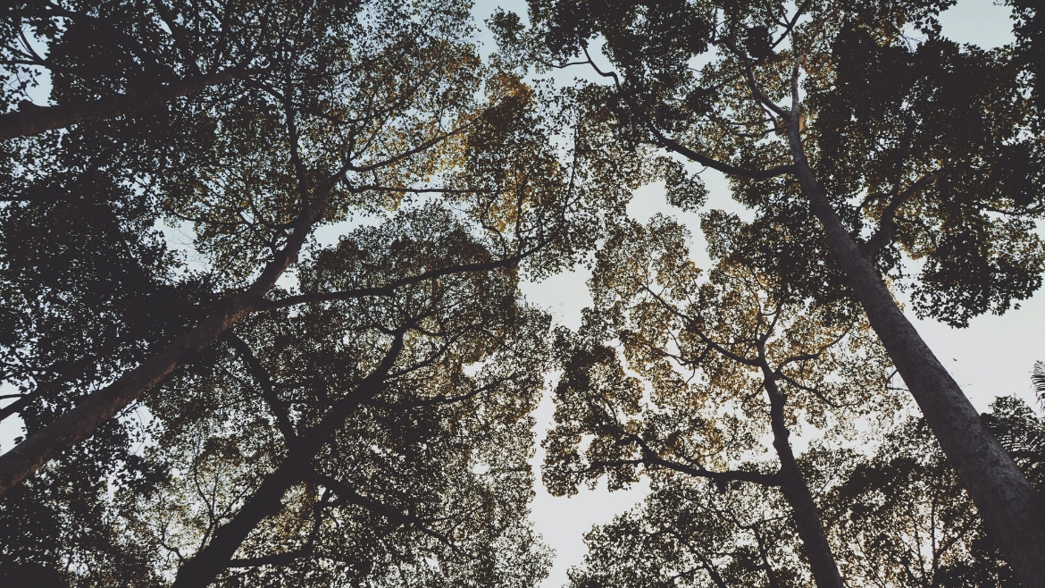 higher purpose global trend