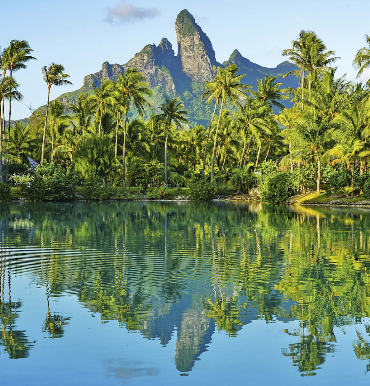 Trees at Mont Otemanu