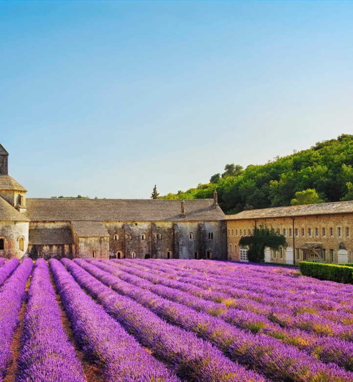 Purple field