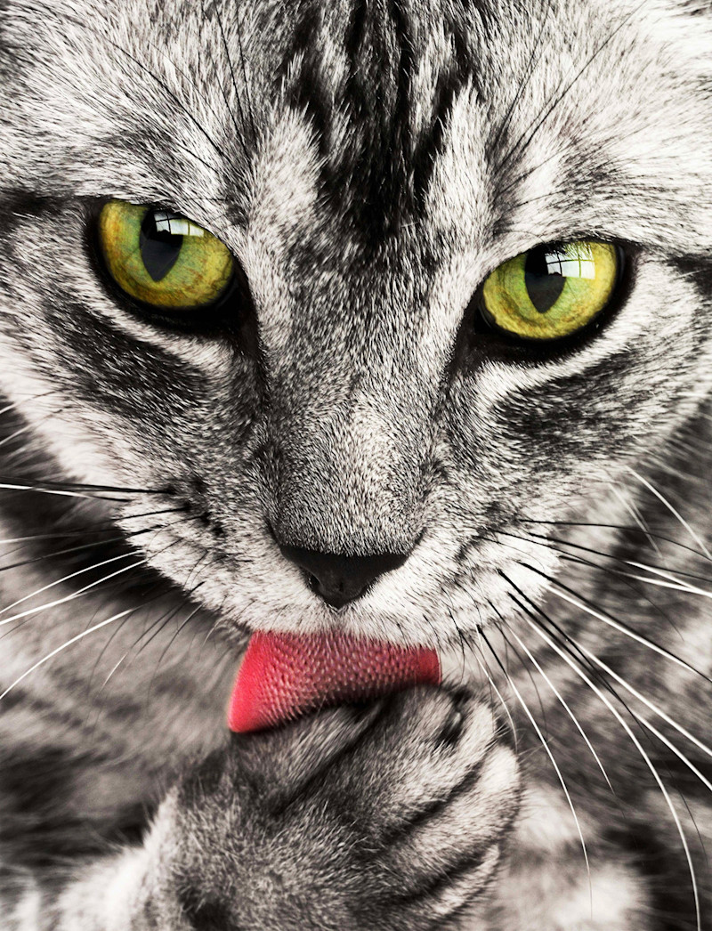 Cat got your tongue