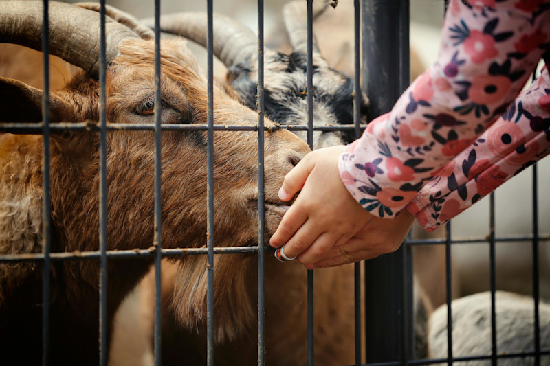 Petting Zoo