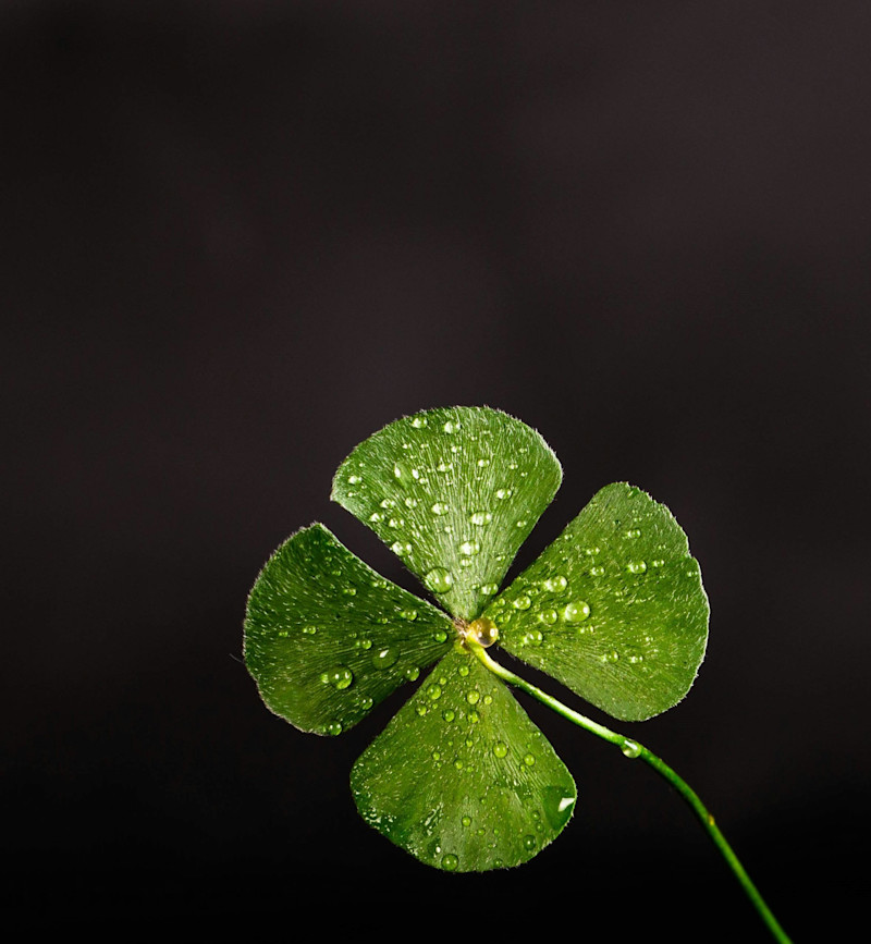 Shamrock