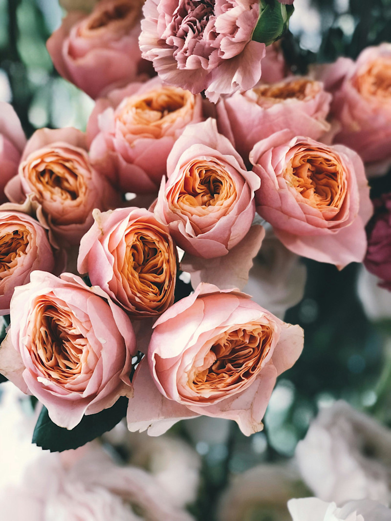 Pink roses