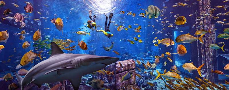 Shark week