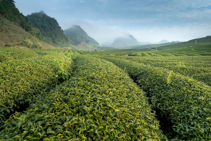 Tea plantation