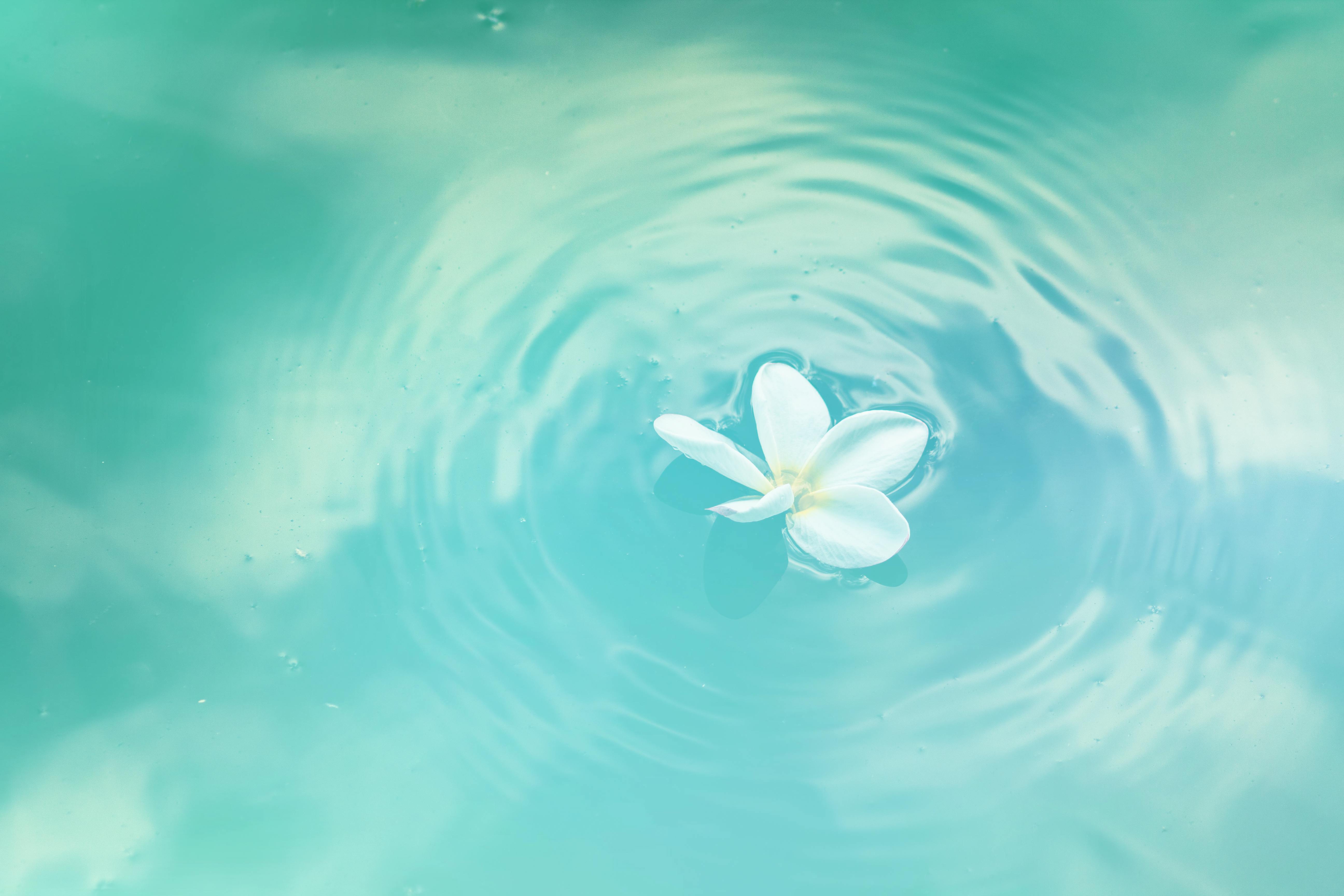 White Lotus Flower