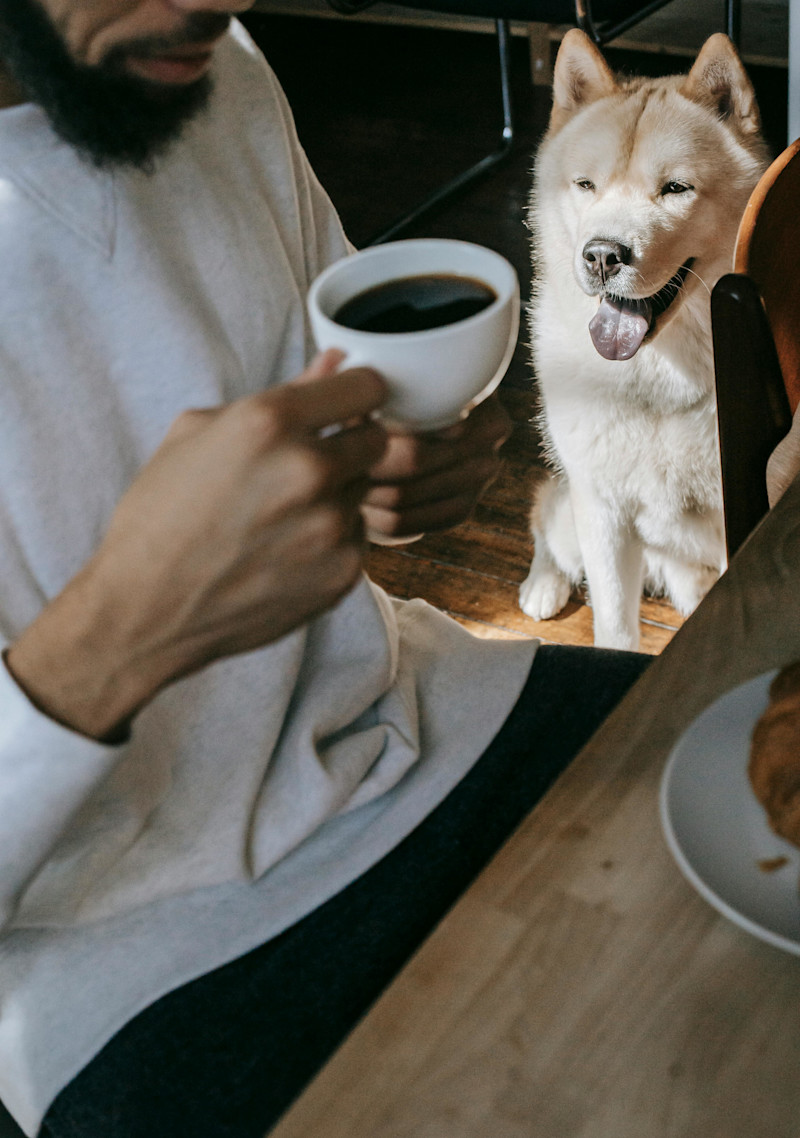 Dog at a cafe