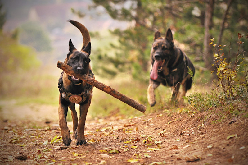 Dogs playing with a stick