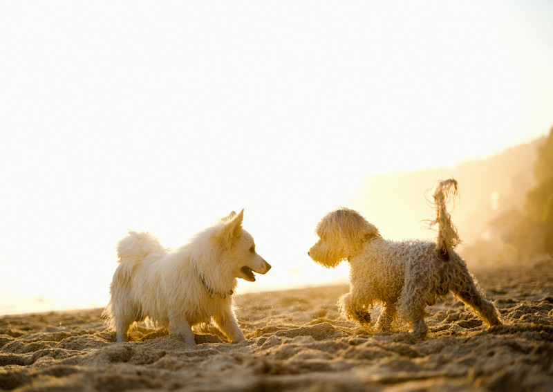 Dogs at the beach