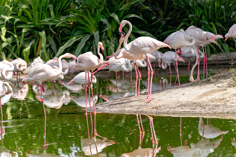 Flamingos in Dubai