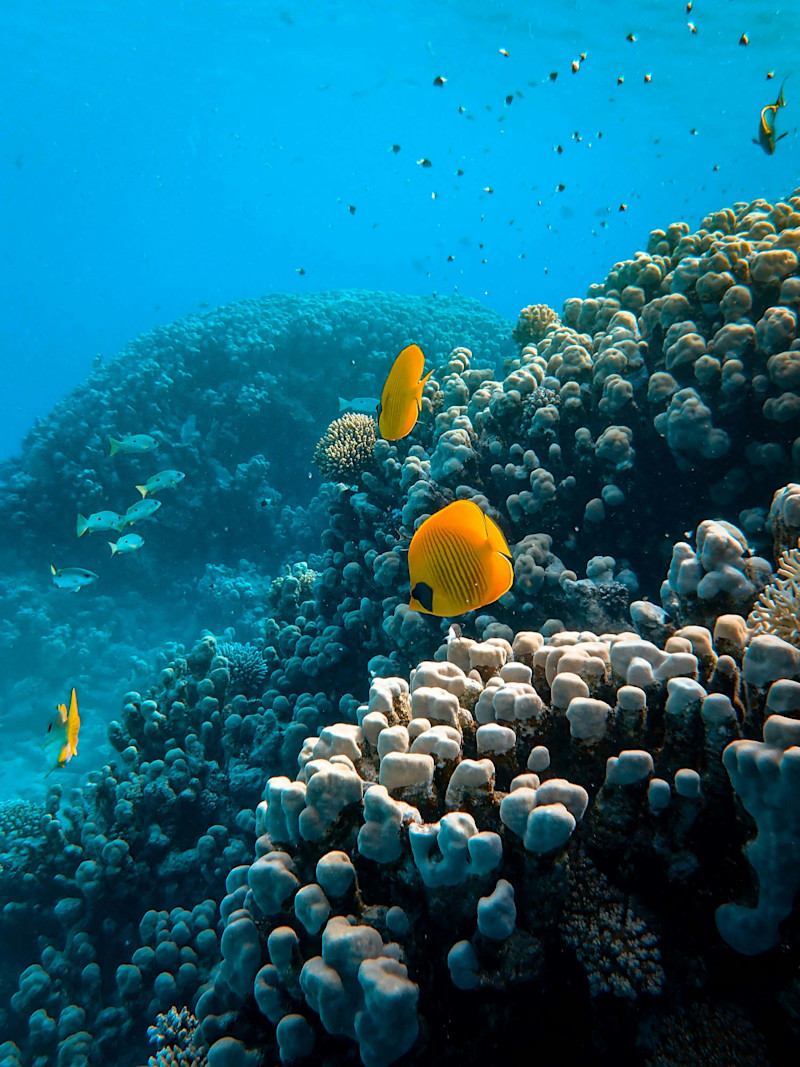 Coral Reef