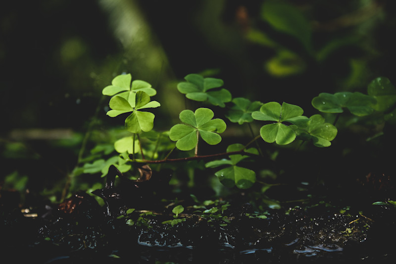 Shamrocks in a field